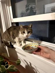 Lost Female Cat last seen 3rd Street, Oakland, CA 94612