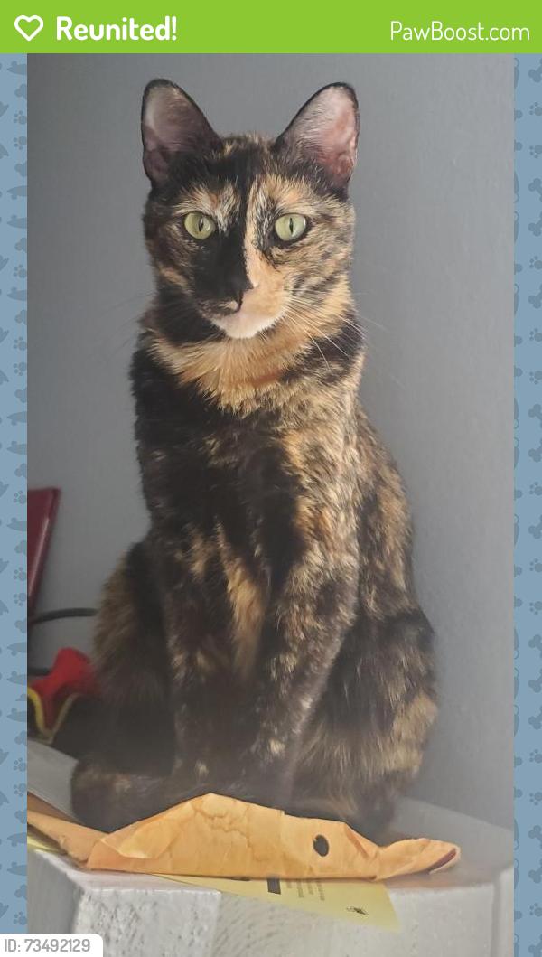 Reunited Female Cat last seen Mcree and Jupiter rd, Dallas, TX 75238