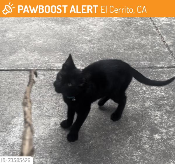 Found/Stray Unknown Cat last seen El Cerrito Plaza BART Station, El Cerrito, CA 94530