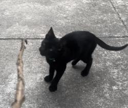 Found/Stray Unknown Cat last seen El Cerrito Plaza BART Station, El Cerrito, CA 94530