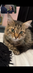 Lost Female Cat last seen At home, Greater London, England TW4 7BY