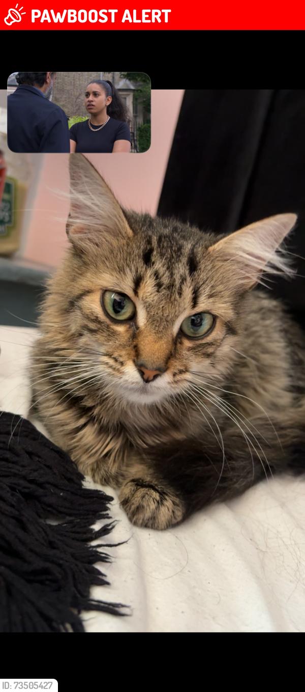 Lost Female Cat last seen At home, Greater London, England TW4 7BY