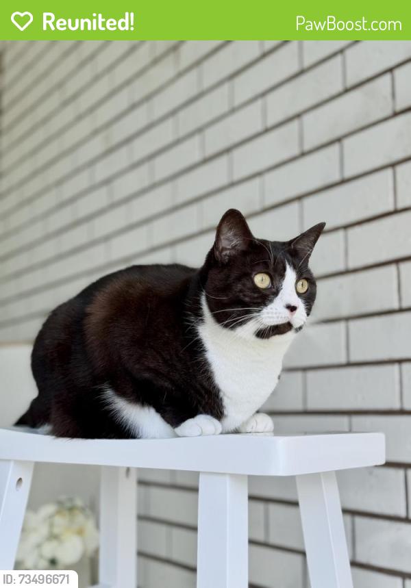 Reunited Female Cat last seen Birchwood street, Fawkner, Fawkner, VIC 3060
