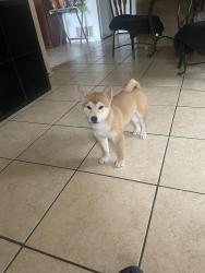 Reunited Male Dog last seen Near s Adams street, Fort Worth, TX 76110