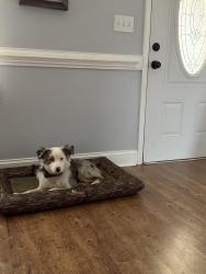 Lost Male Dog last seen Lee st/ Morgan valley, Rockmart, GA 30153