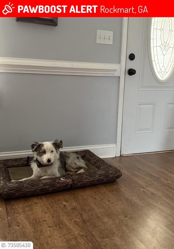 Lost Male Dog last seen Lee st/ Morgan valley, Rockmart, GA 30153