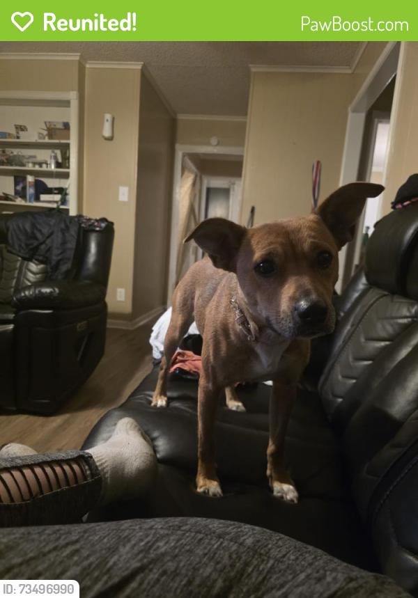 Reunited Female Dog last seen Austin peay, Memphis, TN 38128