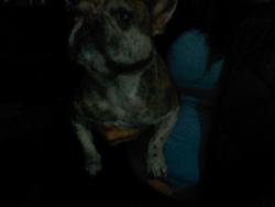 Found/Stray Female Dog last seen arrowhead and highland ave, San Bernardino, CA 92401