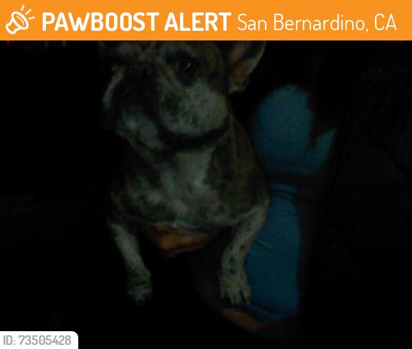 Found/Stray Female Dog last seen arrowhead and highland ave, San Bernardino, CA 92401