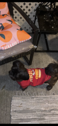 Reunited Male Dog last seen Fremont Blvd and Central, Fremont, CA 94538