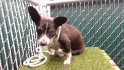 Shelter Stray Female Dog last seen , 11258 Garfield Ave, Downey, CA 90242, USA