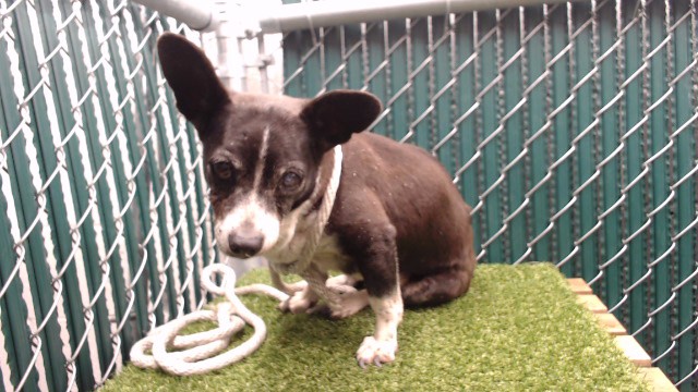 Shelter Stray Female Dog last seen , 11258 Garfield Ave, Downey, CA 90242, USA