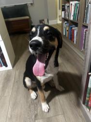 Reunited Male Dog last seen Cape Coral Pkwy and Santa Barbara, Cape Coral, FL 33904