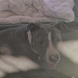 Found/Stray Male Dog last seen Johnston and sanderson, Hemet, CA 92544