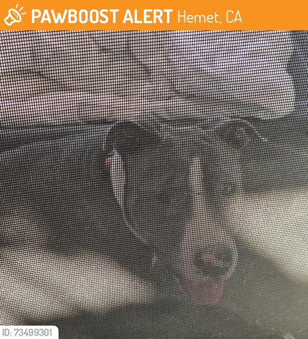 Found/Stray Male Dog last seen Johnston and sanderson, Hemet, CA 92544