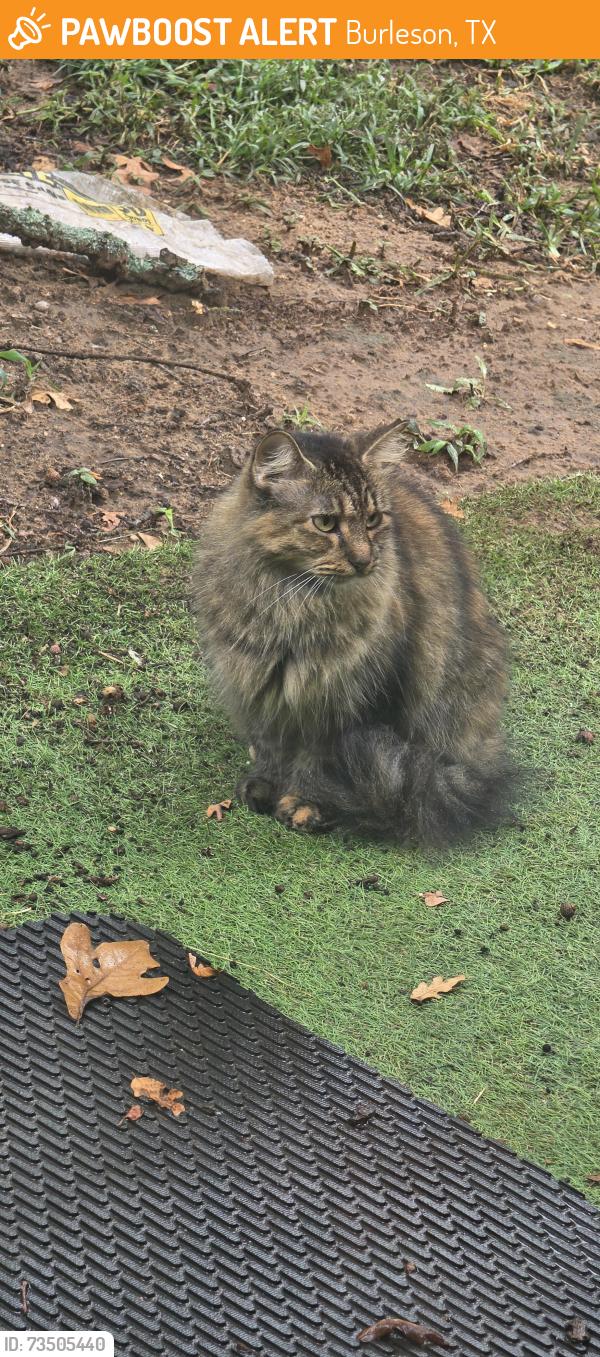 Found/Stray Female Cat last seen Forest Edge St & Shady Oaks, Burleson, TX 76028