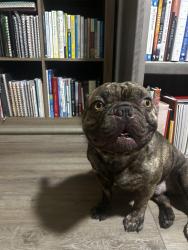 Reunited Male Dog last seen Cape Coral Pkwy and Santa Barbara, Cape Coral, FL 33904