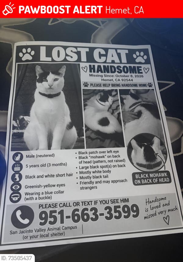 Lost Male Cat last seen Near cloudywing rd, Hemet, CA 92545