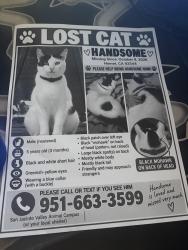 Lost Male Cat last seen Near cloudywing rd, Hemet, CA 92545