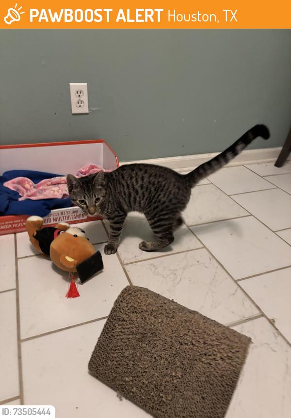 Found/Stray Male Cat last seen Someone in truck white double cabins drop off, Houston, TX 77067