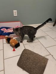 Found/Stray Male Cat last seen Someone in truck white double cabins drop off, Houston, TX 77067