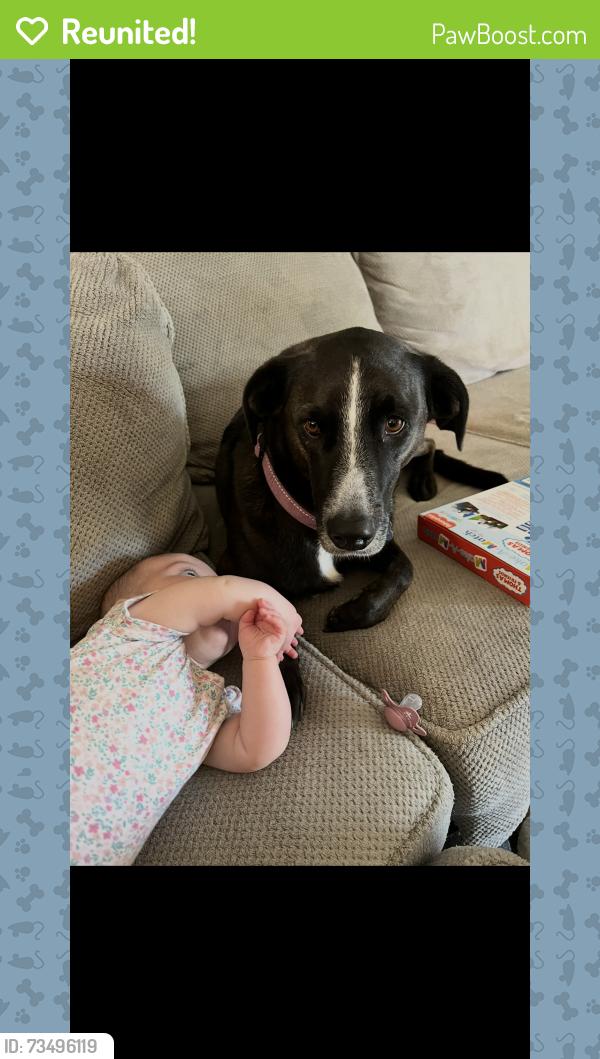 Reunited Female Dog last seen Whitacre Rd, Blanchester, OH 45107