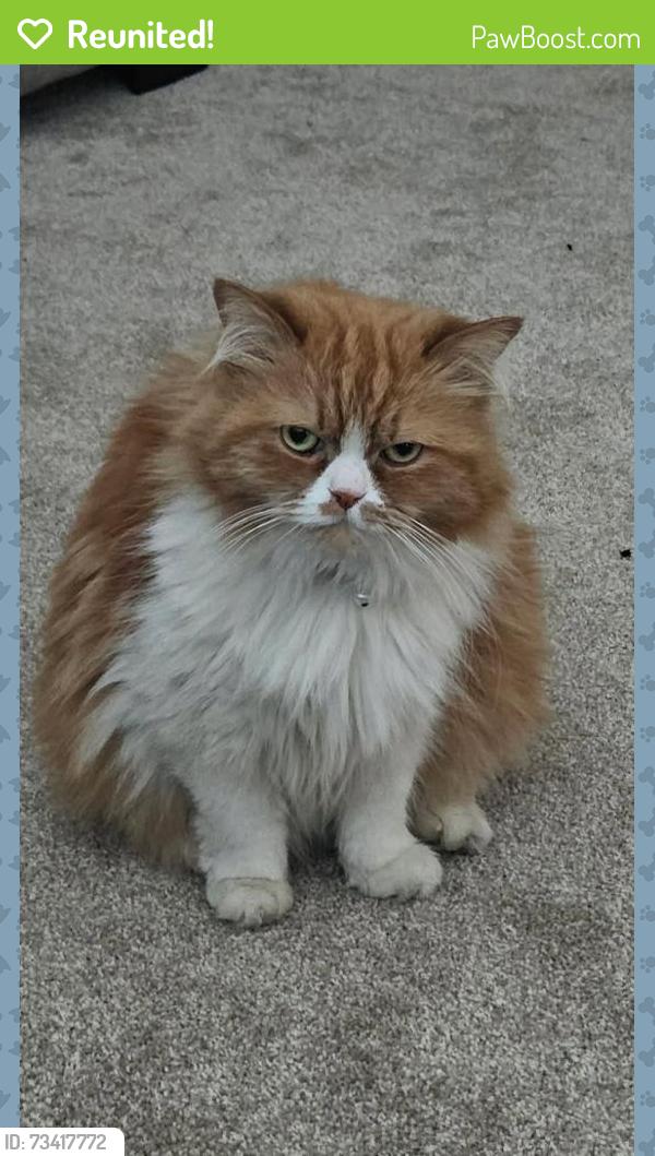Reunited Female Cat last seen Military base, Anchorage, AK 99501