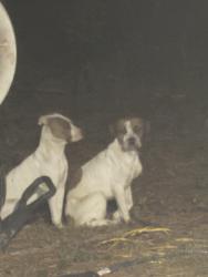 Found/Stray Unknown Dog last seen Buffalo Lakes Road, Sanford, NC 27332