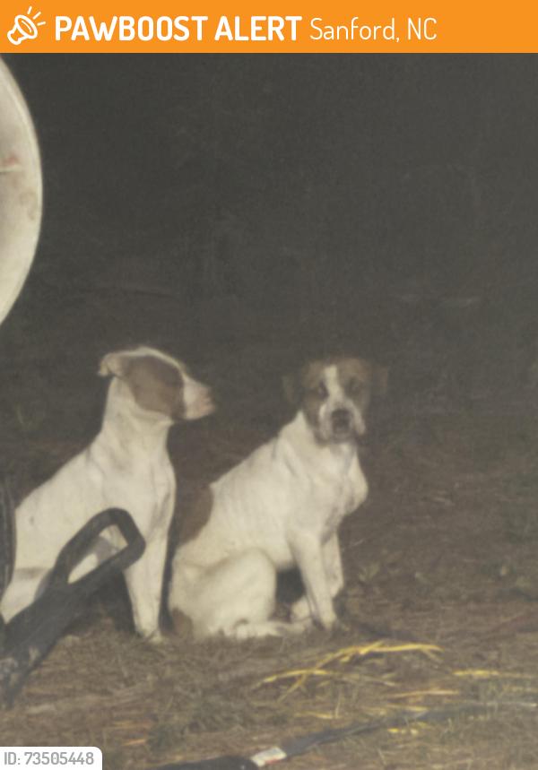 Found/Stray Unknown Dog last seen Buffalo Lakes Road, Sanford, NC 27332