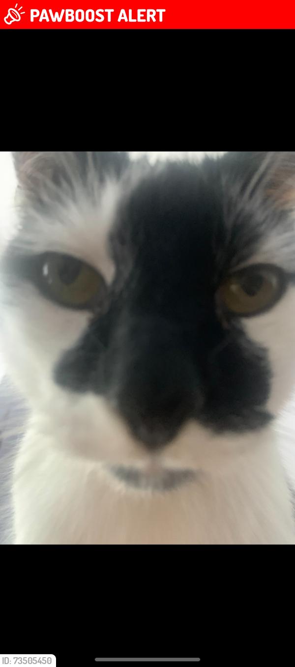 Lost Male Cat last seen Whitehill street, Glasgow City, Scotland G31 2NS