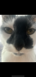 Lost Male Cat last seen Whitehill street, Glasgow City, Scotland G31 2NS