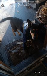 Reunited Male Dog last seen Augusta and Lorel, Chicago, IL 60651