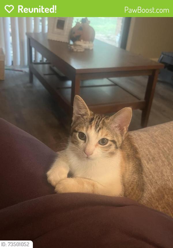 Reunited Female Cat last seen Downtown Simpsonville, Simpsonville, SC 29681
