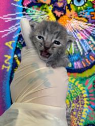 Shelter Stray Female Cat last seen Bexar County, 3353 Morningside Dr, New Braunfels, TX 78132, USA