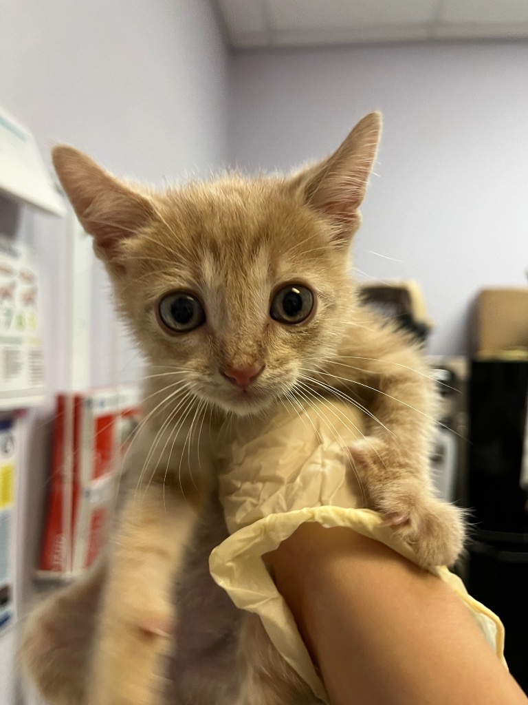 Shelter Stray Male Cat last seen Bexar County, 3353 Morningside Dr, New Braunfels, TX 78132, USA
