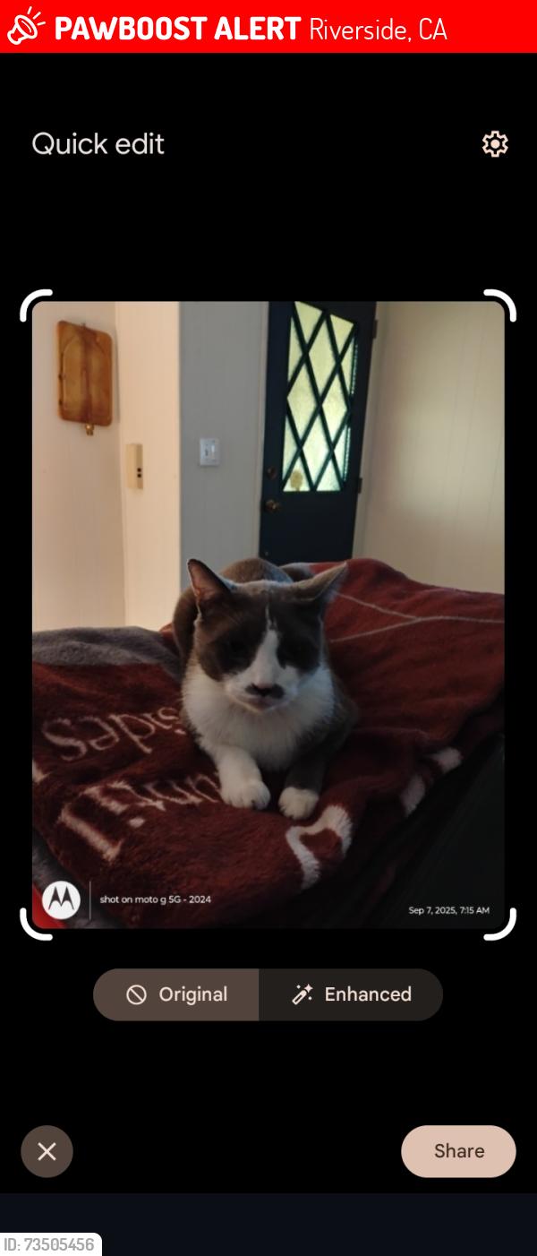 Lost Male Cat last seen his home on Rancho Vista Rd. close to Alessandro & Alexandra. star car wash would be the Landmark, Riverside, CA 92508