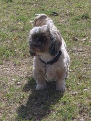 Lost Male Dog last seen 67th ave and Tunderbird rd, Maricopa County, AZ 85306