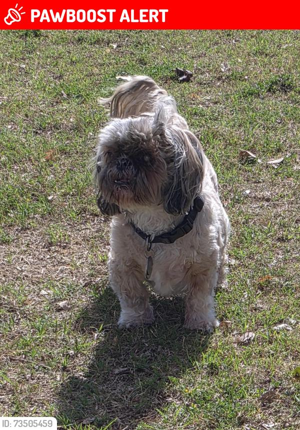 Lost Male Dog last seen 67th ave and Tunderbird rd, Maricopa County, AZ 85306
