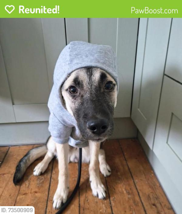 Reunited Male Dog last seen Callender Park, Falkirk, Falkirk, Scotland FK1 1YR