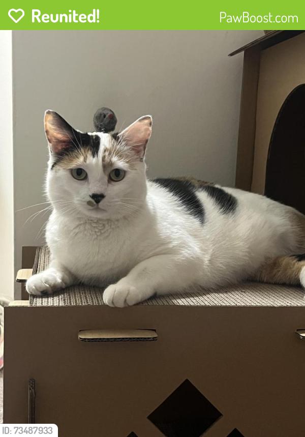 Reunited Female Cat last seen Union deposit, Lower Paxton Township, PA 17111
