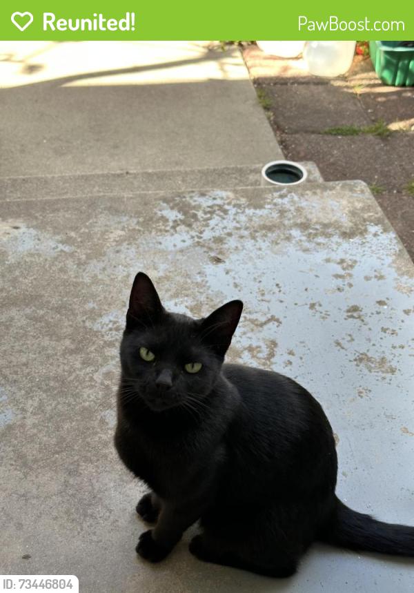 Reunited Female Cat last seen Mesaba Dr & Hawthorne Blvd, Rancho Palos Verdes, CA 90275