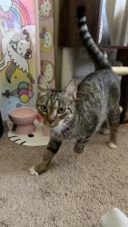 Found/Stray Female Cat last seen Sugarland Business Park, Herndon, VA 20170