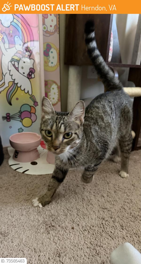 Found/Stray Female Cat last seen Sugarland Business Park, Herndon, VA 20170