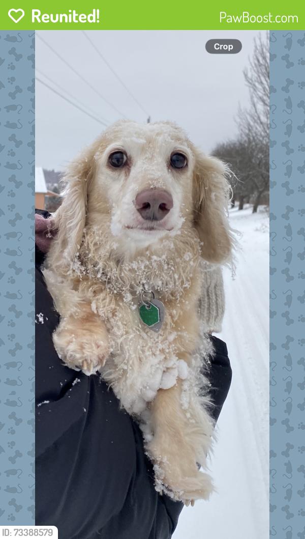 Reunited Male Dog last seen Route 5 and north ridge road- close to west burke village, Sutton, VT 05867