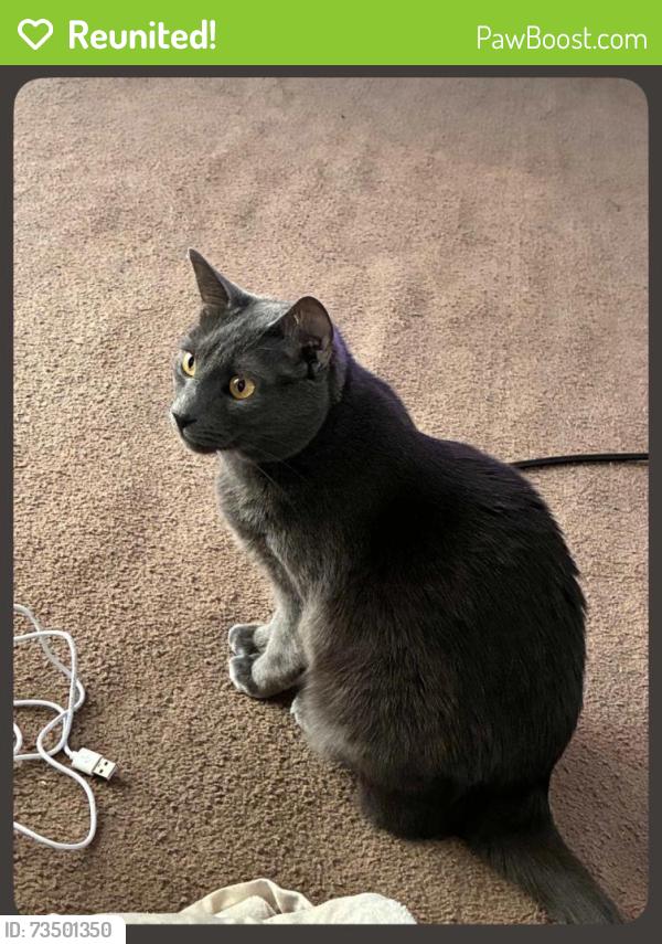 Reunited Male Cat last seen Near Lupin Dr, Fayetteville, NC 28306, USA, Fayetteville, NC 28306