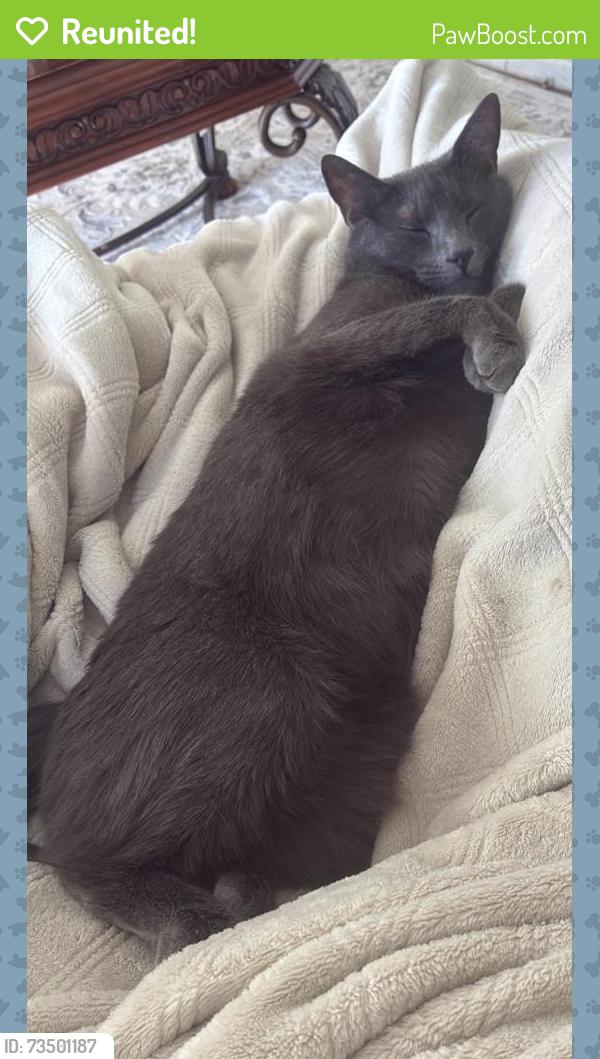 Reunited Male Cat last seen Near Lupin Dr, Fayetteville, NC 28306, USA, Fayetteville, NC 28306