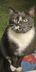 Reunited Male Cat last seen Throsby, Narellan Vale, NSW 2567