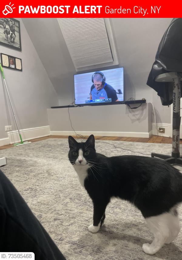 Lost Male Cat last seen Chestnut Washington ave, Garden City, NY 11530
