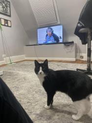 Lost Male Cat last seen Chestnut Washington ave, Garden City, NY 11530