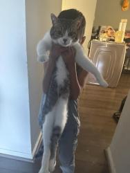 Reunited Female Cat last seen woods crossing dr, English ave, Indianapolis, IN 46219